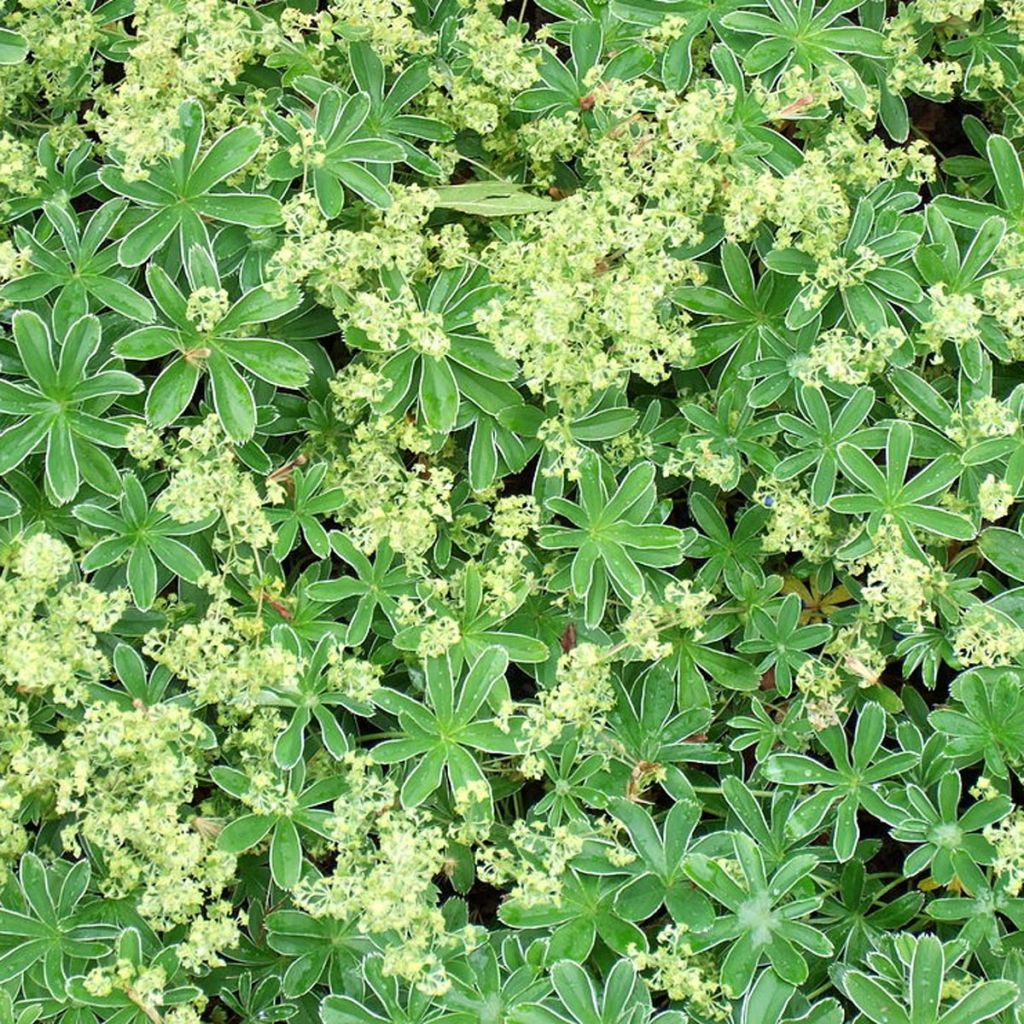 Alchemilla alpina  - Alchémille des Alpes