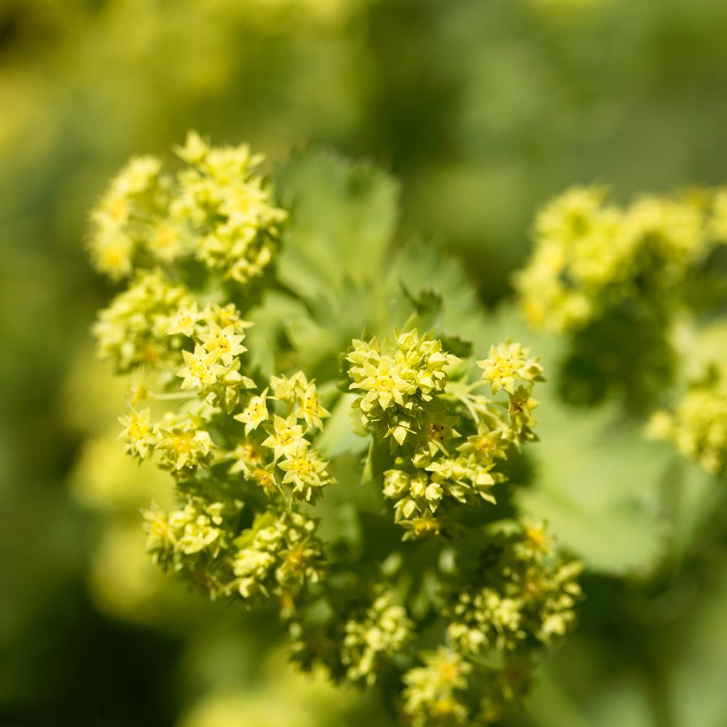 Alchemilla epipsila - Alchemille