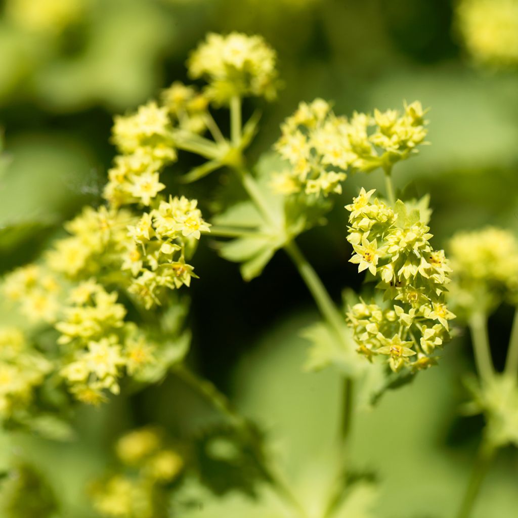 Alchemilla epipsila - Alchemille