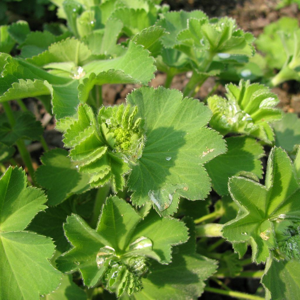 Alchemilla epipsila - Alchemille