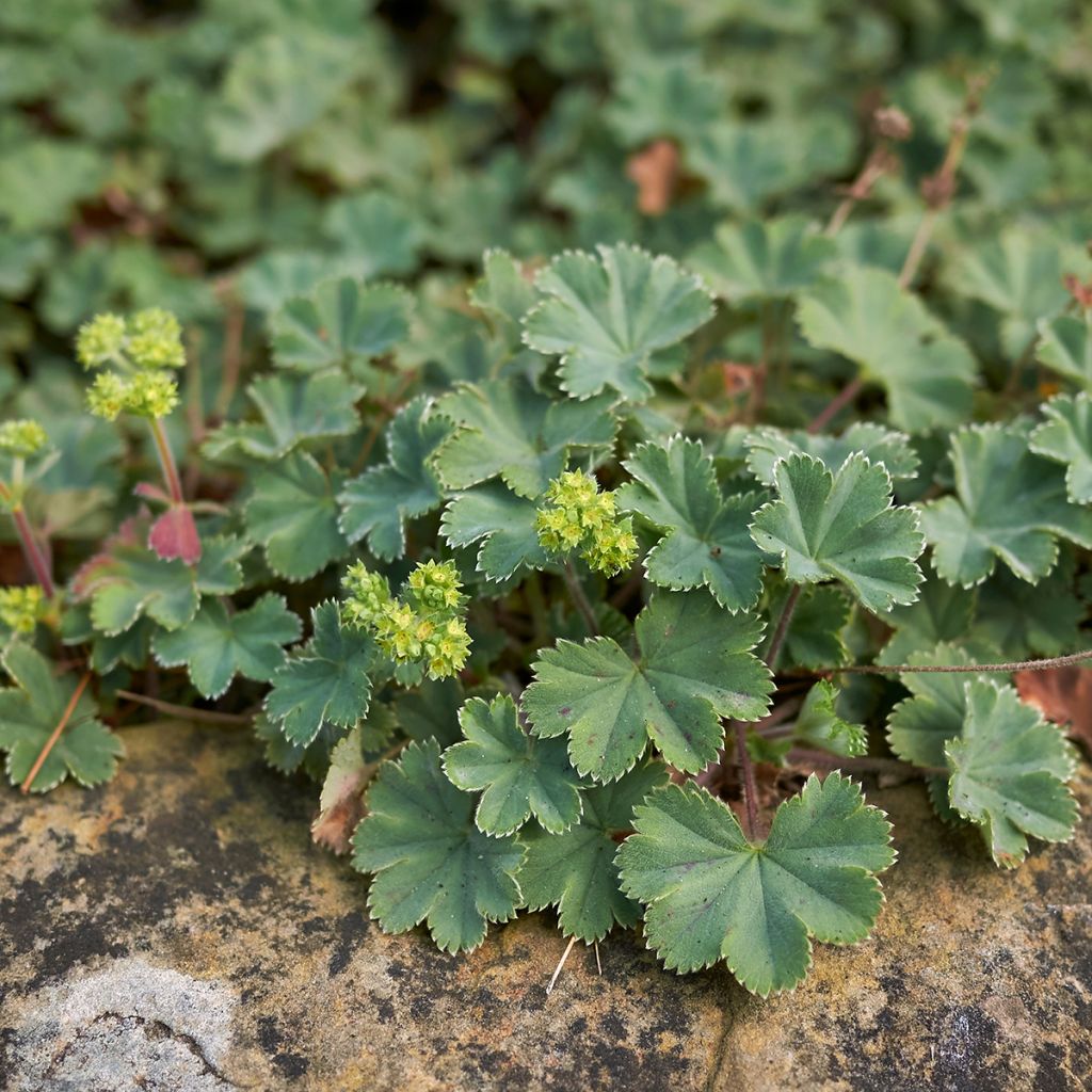 Alchemilla erythropoda - Alchémille