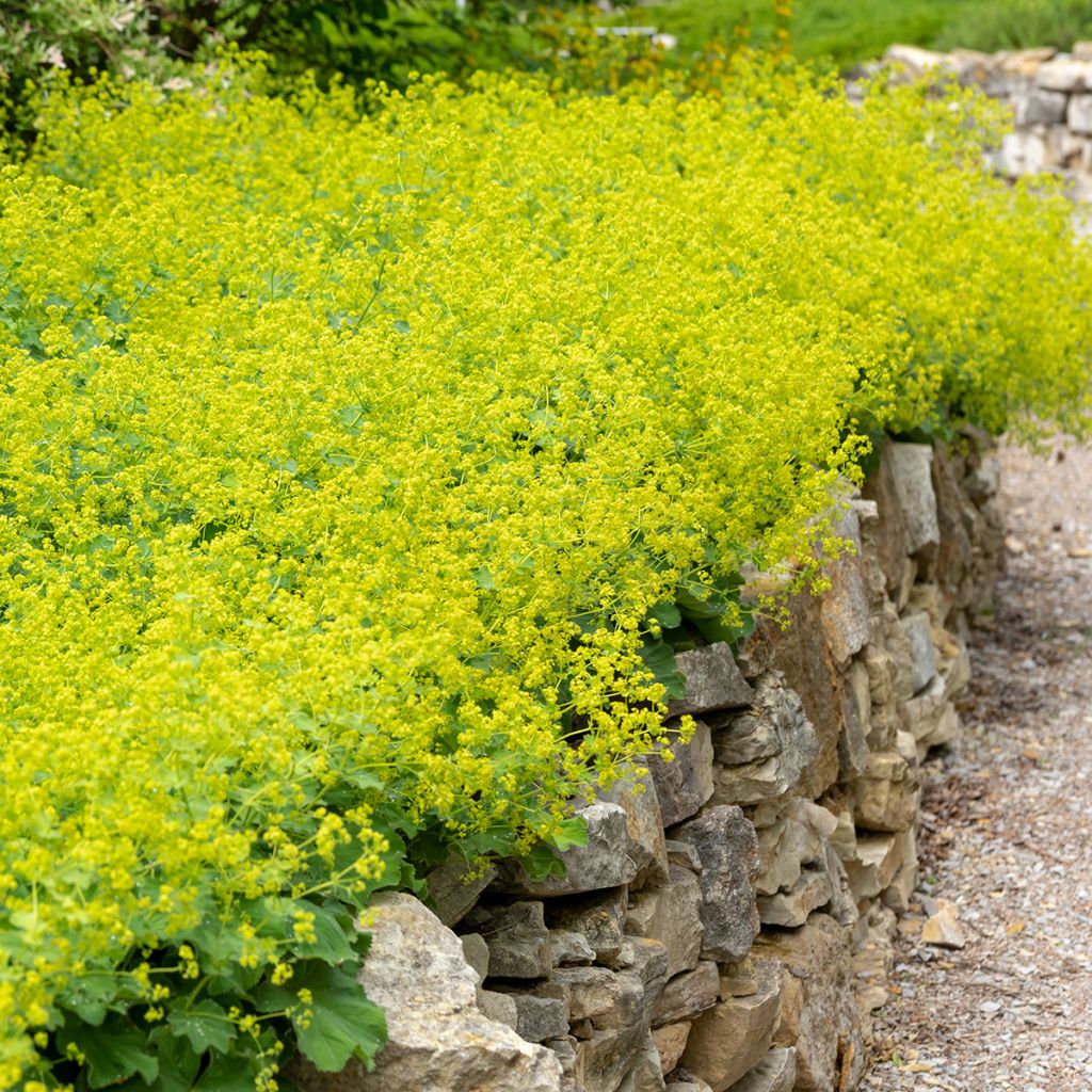 Alchémille commune - Alchemilla mollis