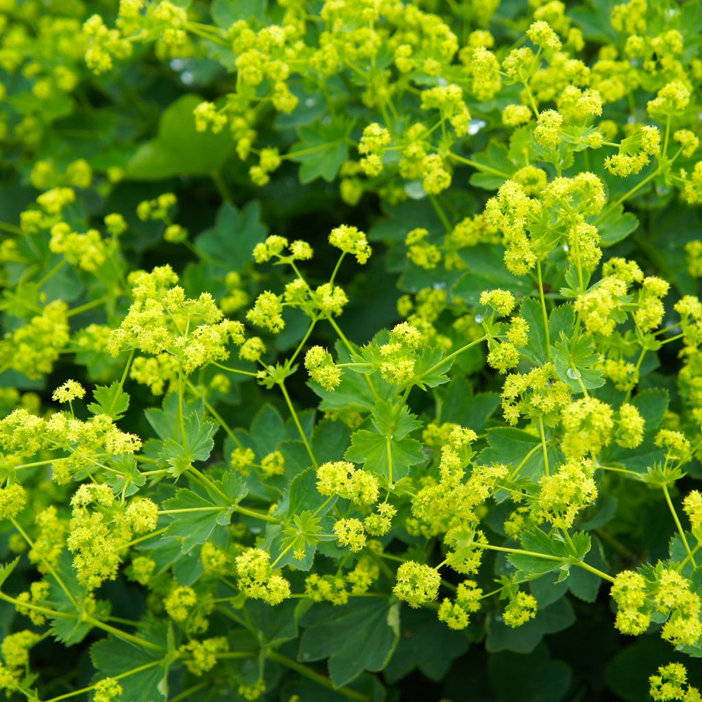 Alchémille commune - Alchemilla mollis