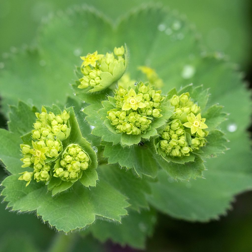 Alchemilla mollis - Alchémille molle - Génial Végétal