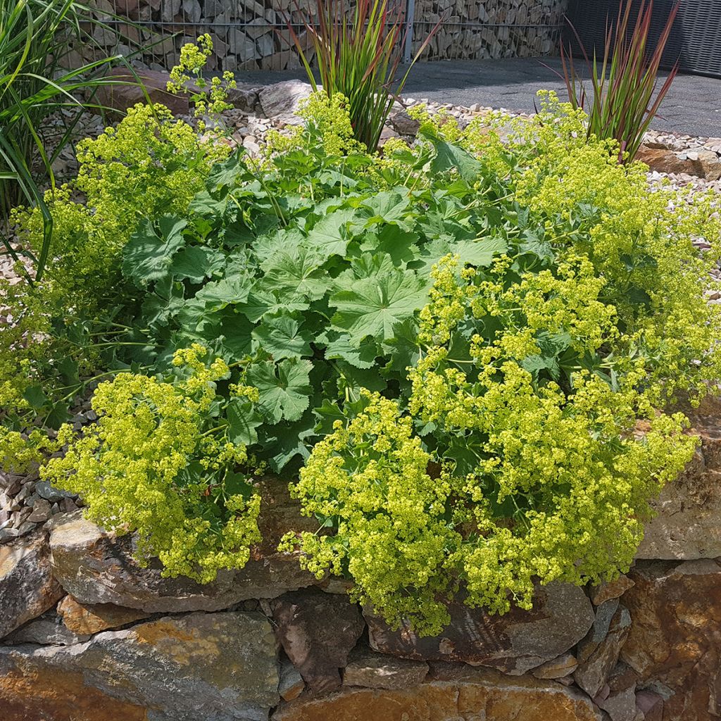 Alchémille mollis, Manteau de notre dame, Alchemilla mollis