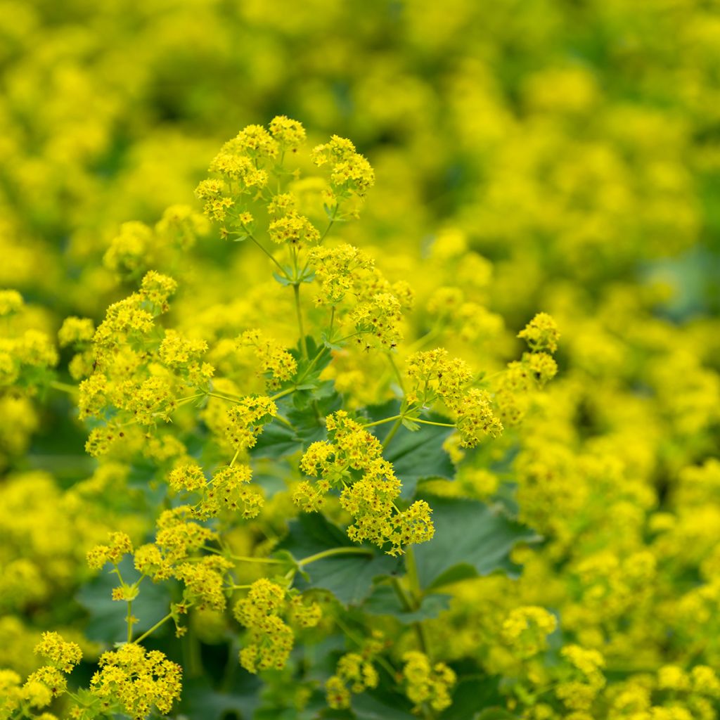 Alchemille vulgaris - Alchemille commune