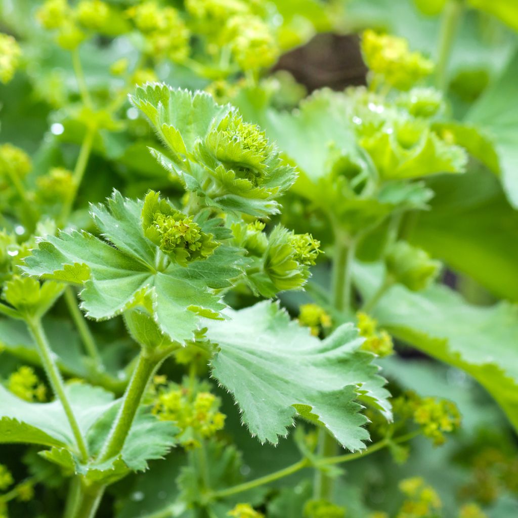 Alchemille vulgaris - Alchemille commune