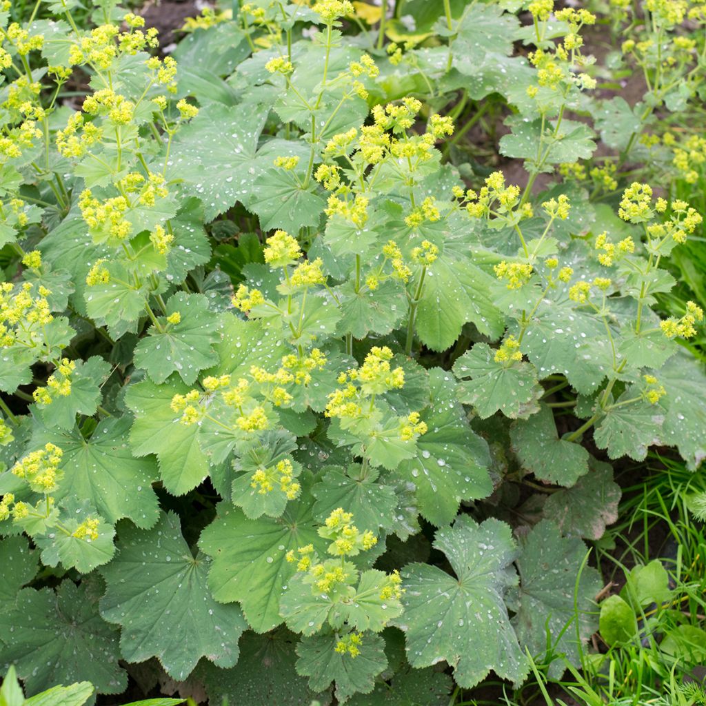 Alchemille vulgaris - Alchemille commune