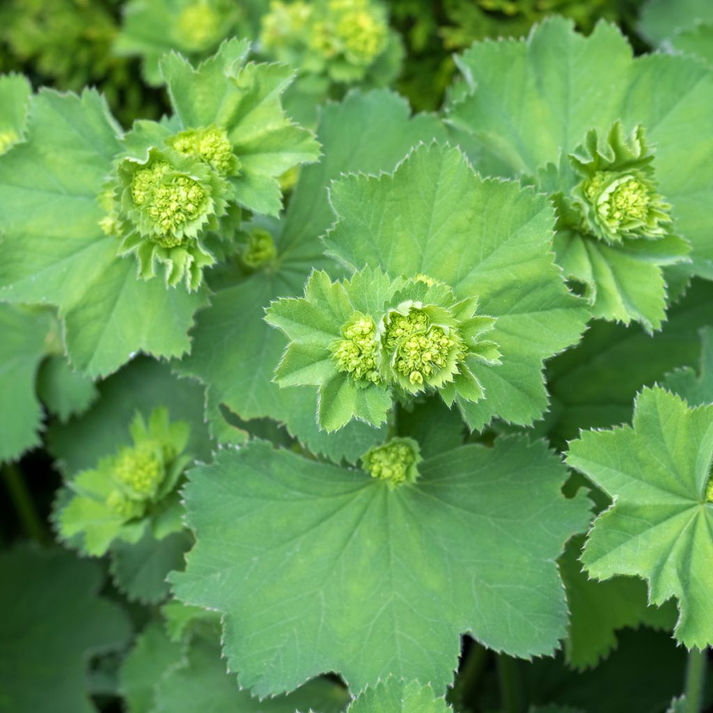 Alchemille vulgaris - Alchemille commune