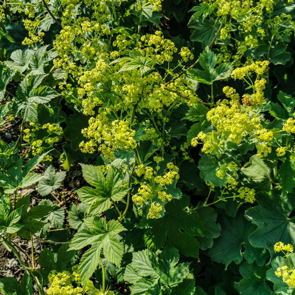 Alchemille vulgaris - Alchemille commune