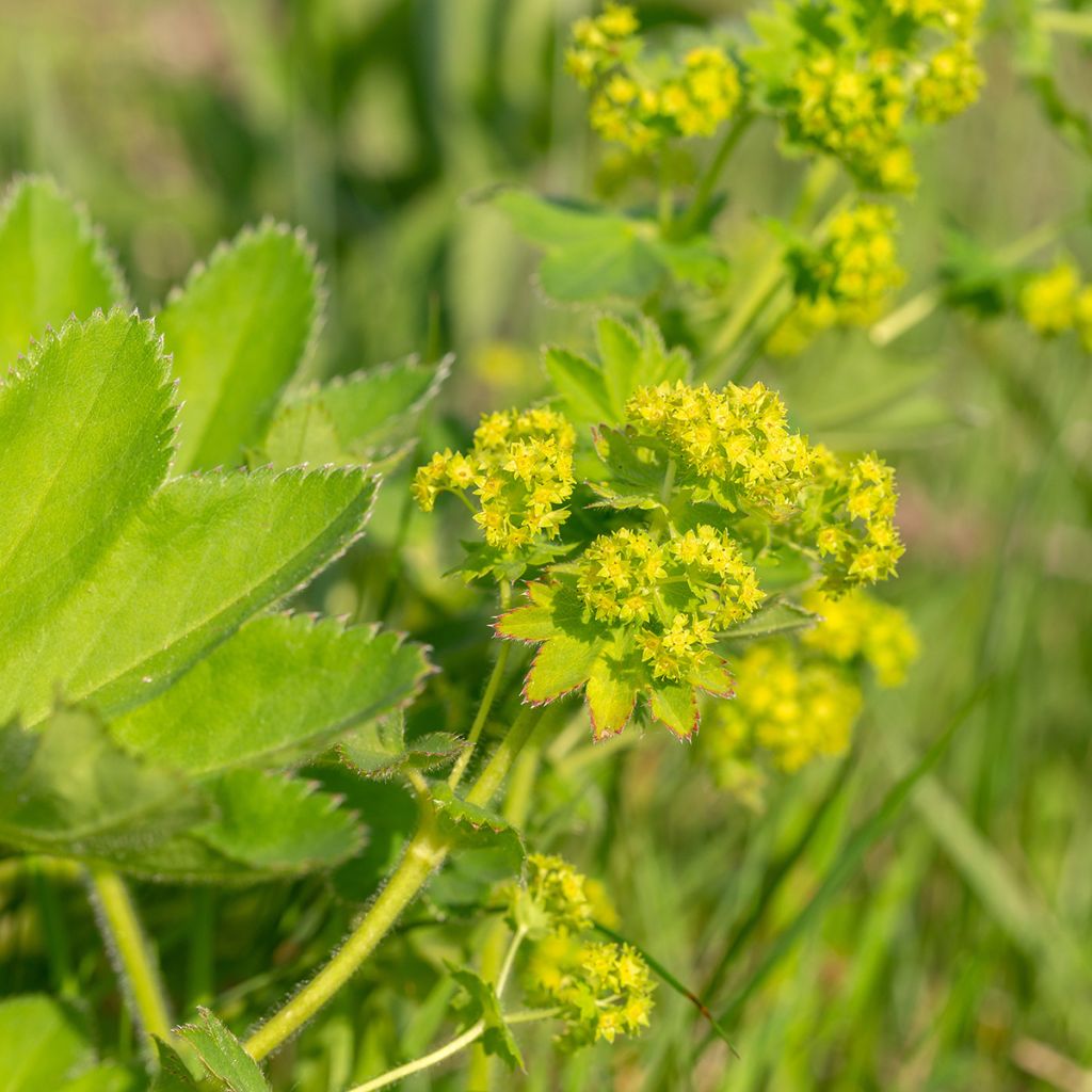 Alchemille vulgaris - Alchemille commune