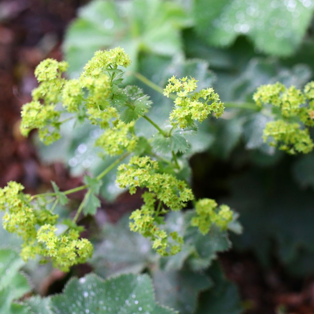 Alchemille vulgaris - Alchemille commune