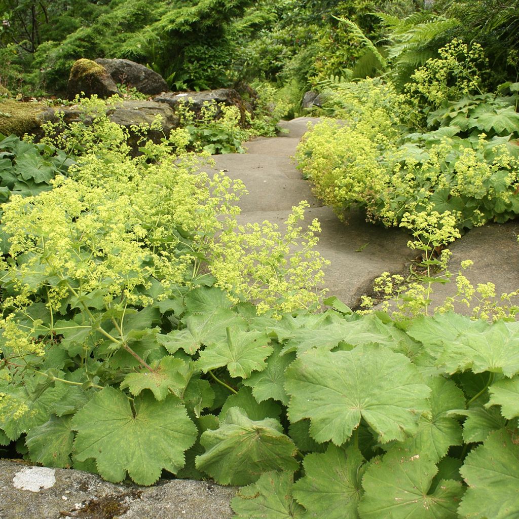 Alchemille vulgaris - Alchemille commune