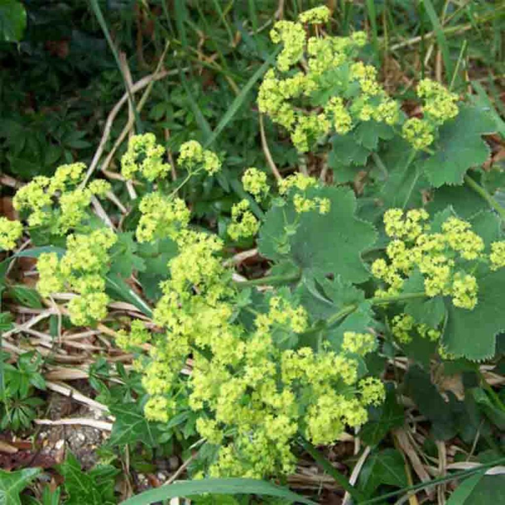 Alchemille vulgaris - Alchemille commune