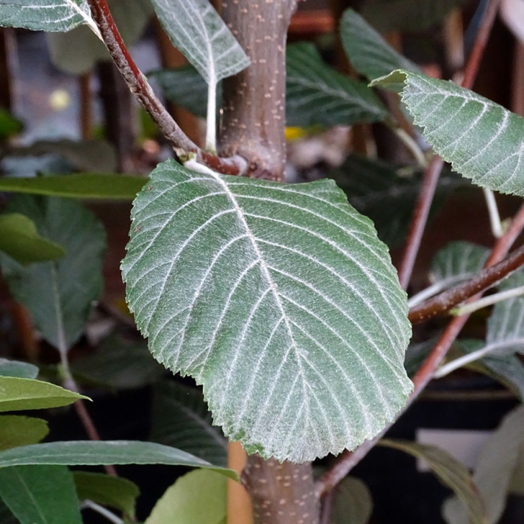 Alisier blanc - Sorbus aria Lutescens