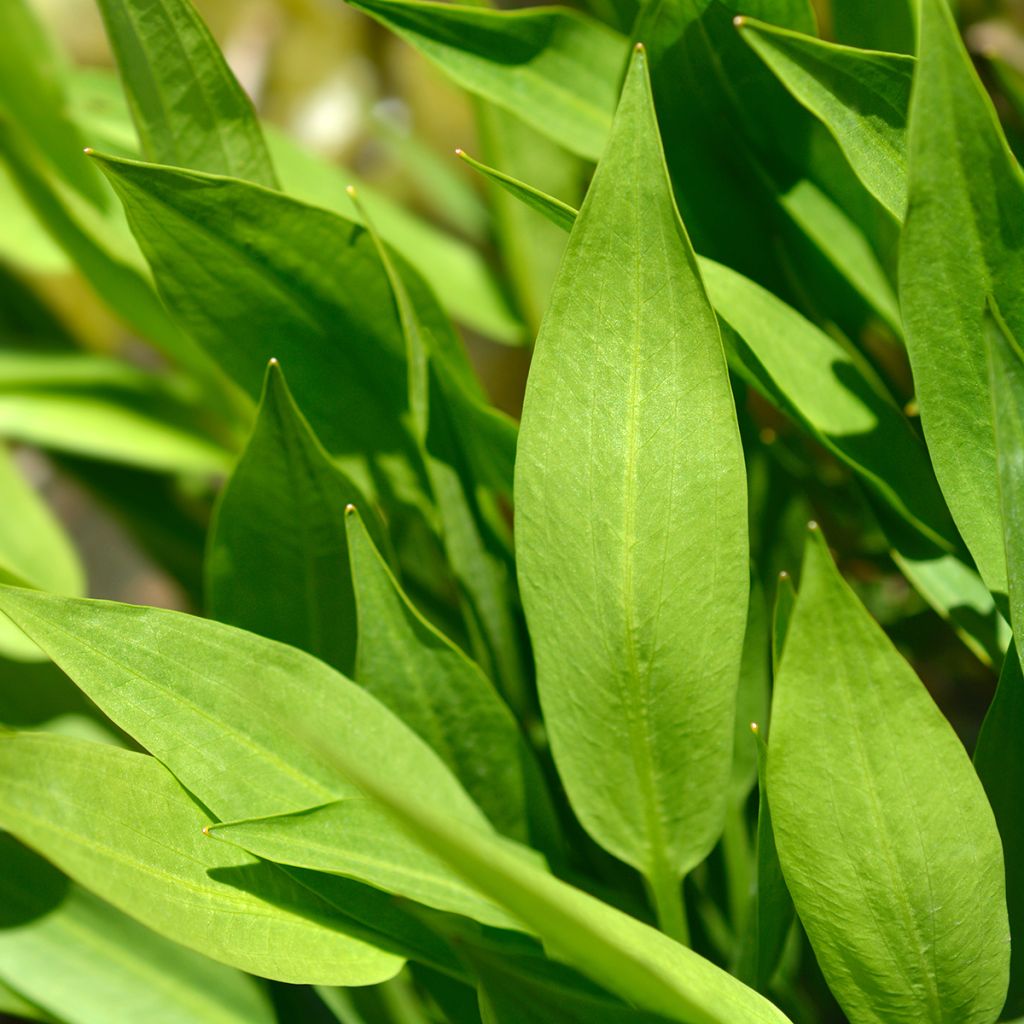 Alisma lanceolatum - Plantain d'eau à feuilles lancéolées
