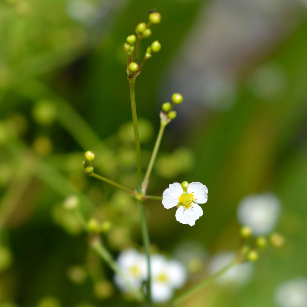 Alisma lanceolatum - Plantain d'eau à feuilles lancéolées