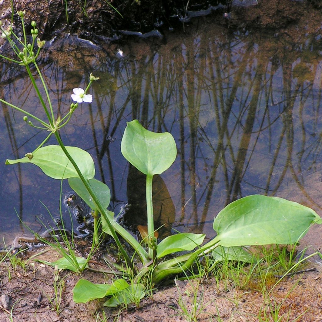 Alisma parviflora - Plantain d'eau parviflora