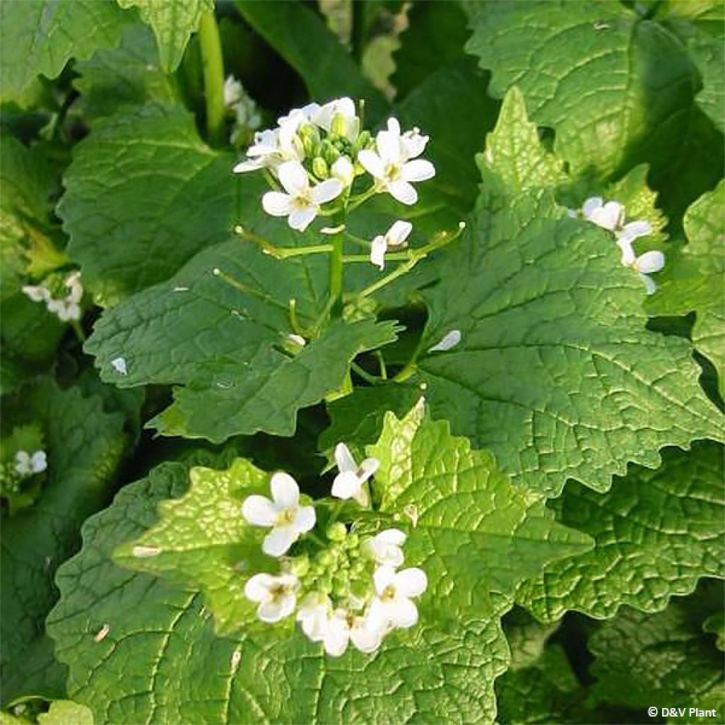 Alliaire officinale ou Herbe à ail - Alliaria petiolata