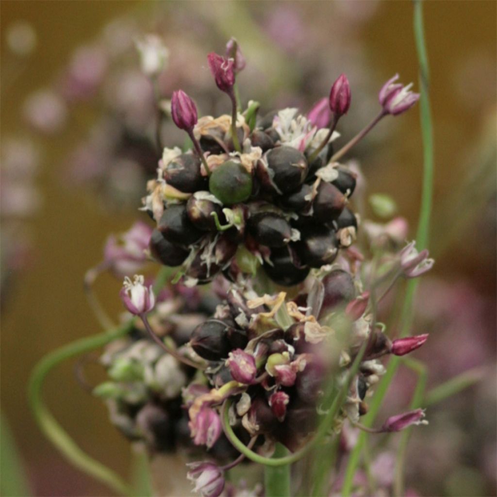 Allium Bizarre - Ail rocambole