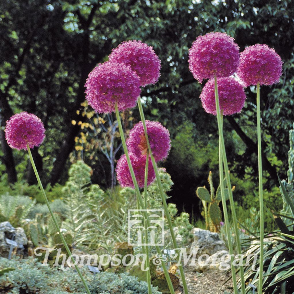 Graines d'Allium giganteum - Ail d'ornement géant
