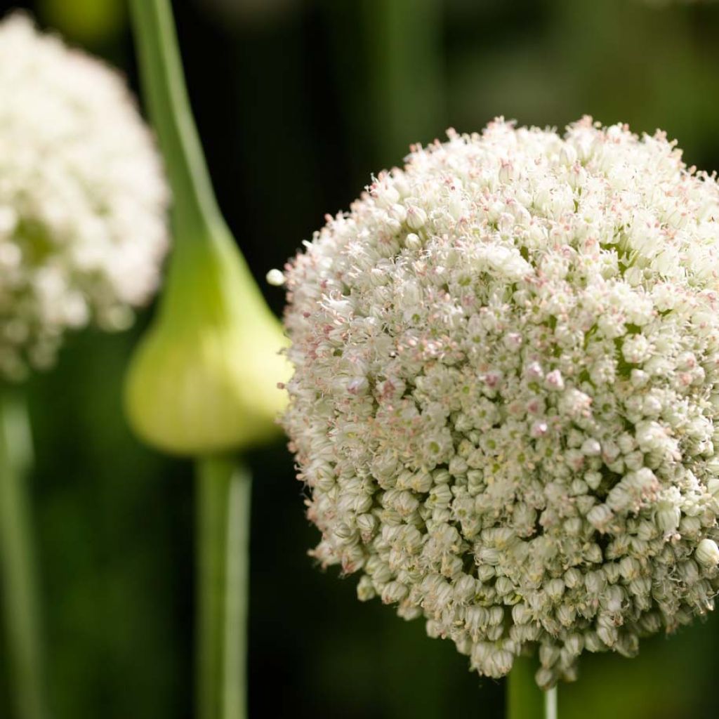 Ail d'ornement - Allium White Cloud