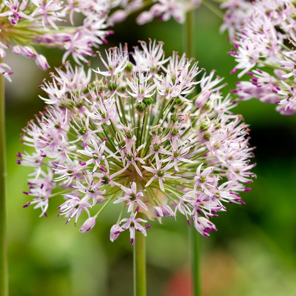 Allium ampeloprasum - Poireau perpétuel