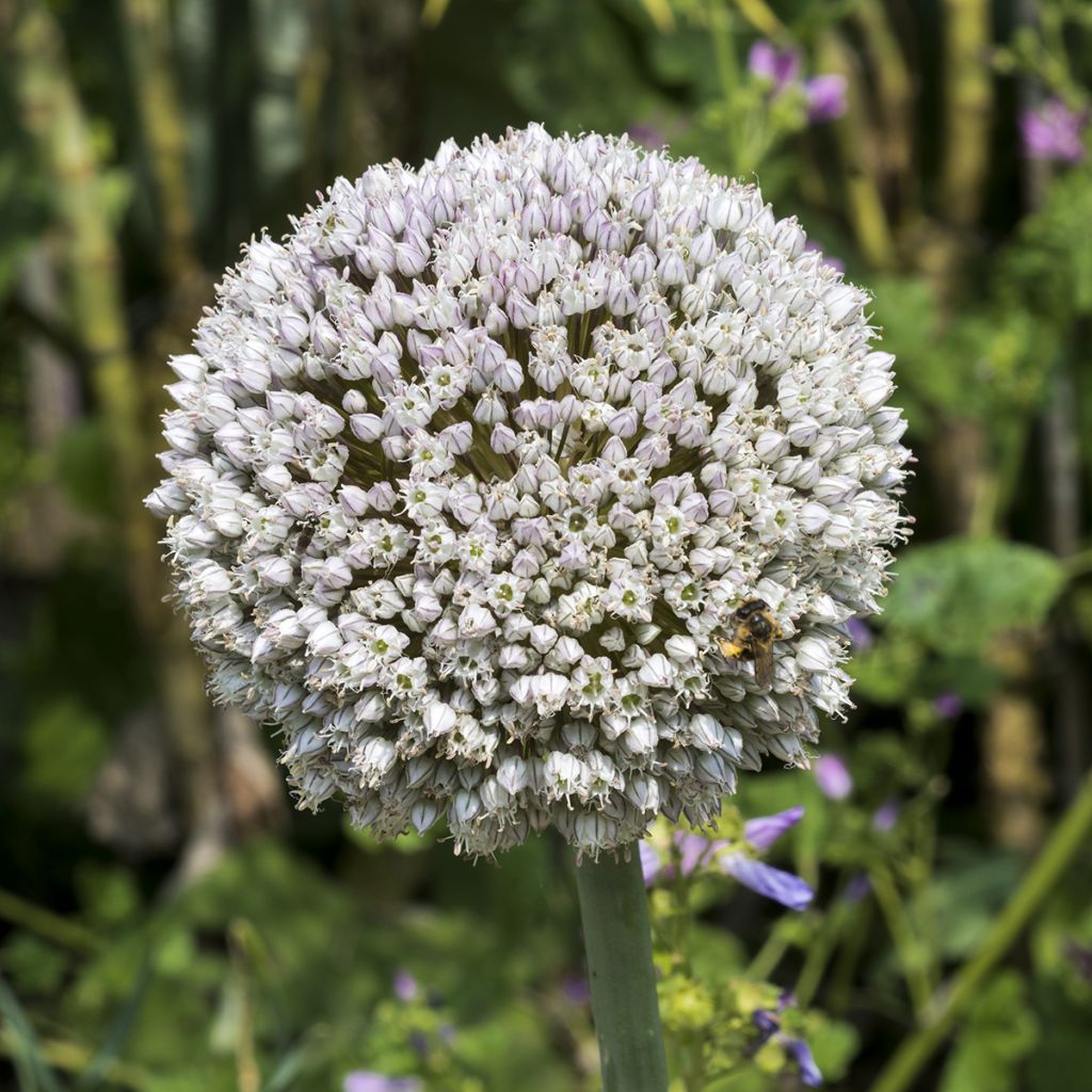 Allium ampeloprasum - Poireau perpétuel