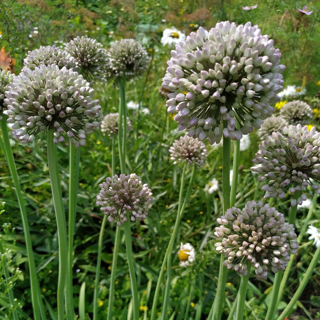 Allium ampeloprasum - Poireau perpétuel