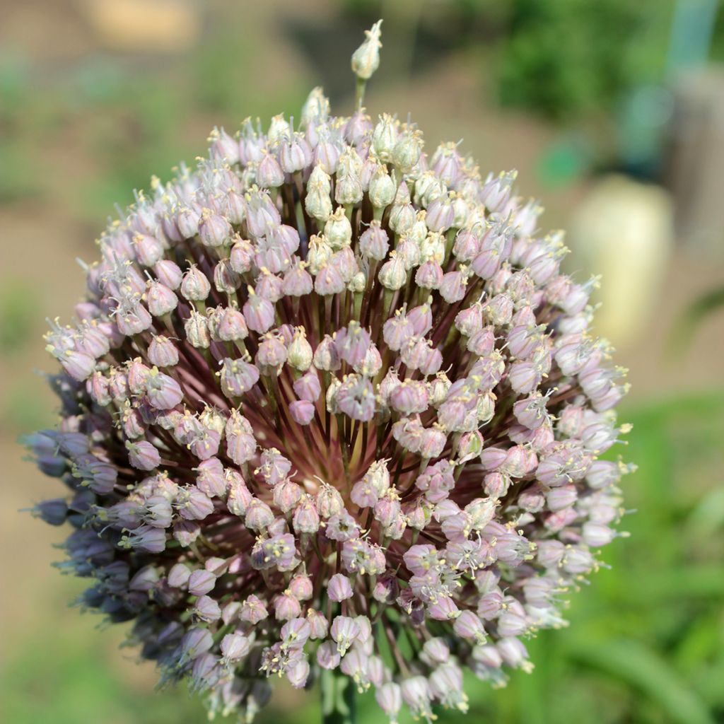 Allium ampeloprasum - Poireau perpétuel