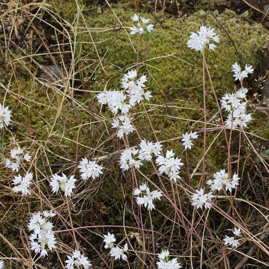 Allium amplectens - Ail d'ornement