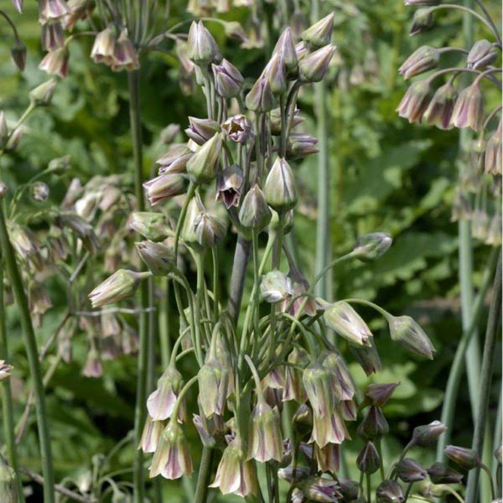 Allium Bulgaricum ou nectaroscordum