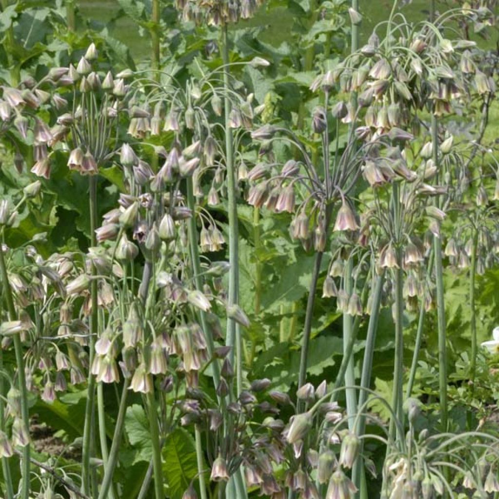 Allium Bulgaricum ou nectaroscordum