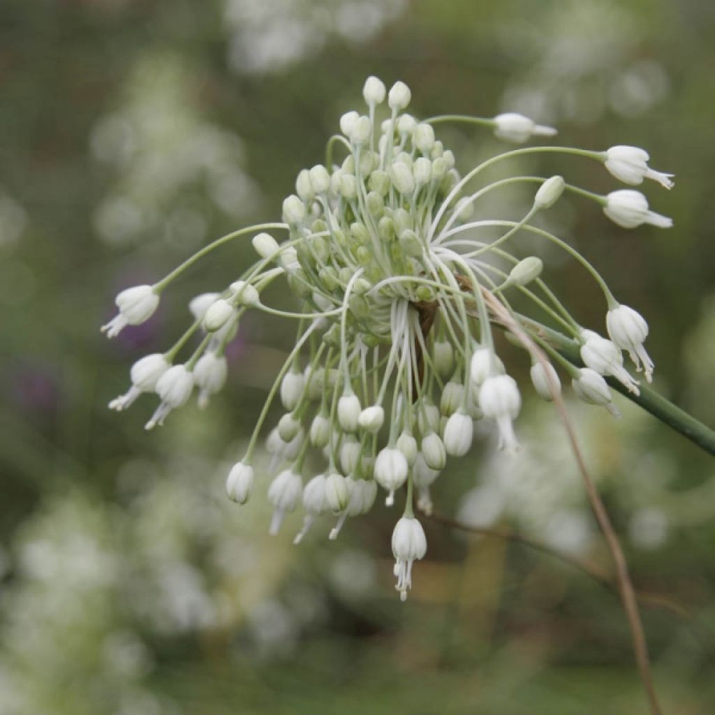 Allium carinatum ssp pulchellum Album