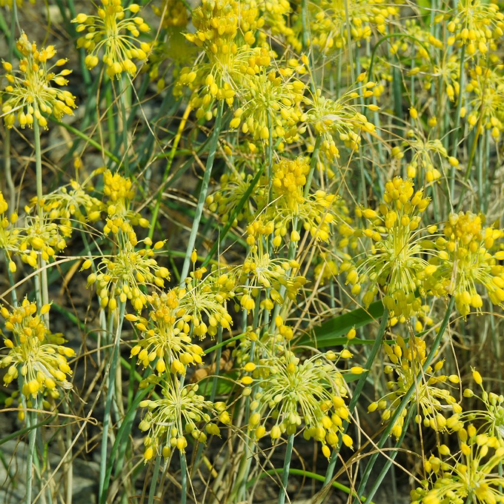 Allium chloranthum Yellow Fantasy - Ail d'ornement