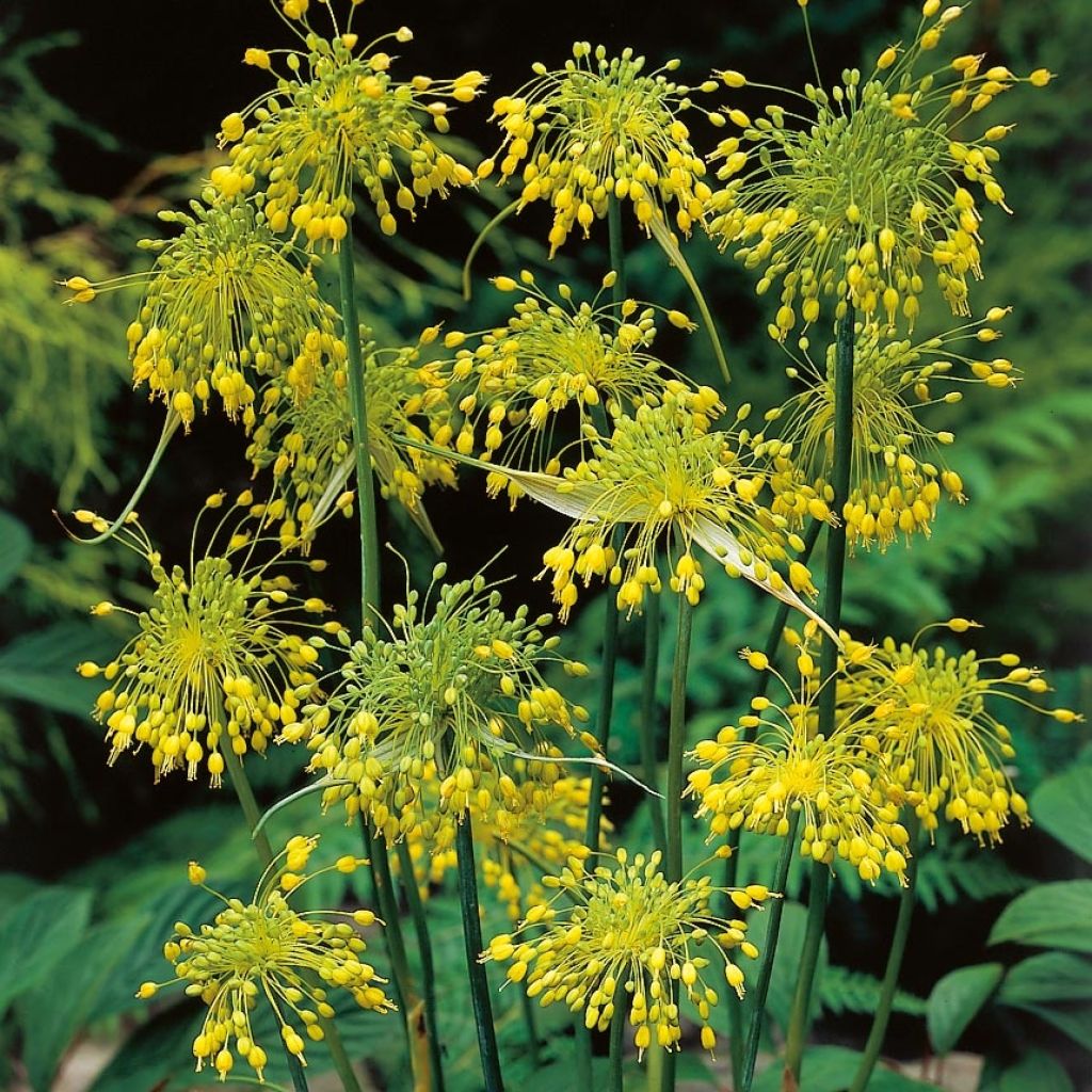 Allium flavum - Ail d'ornement jaune