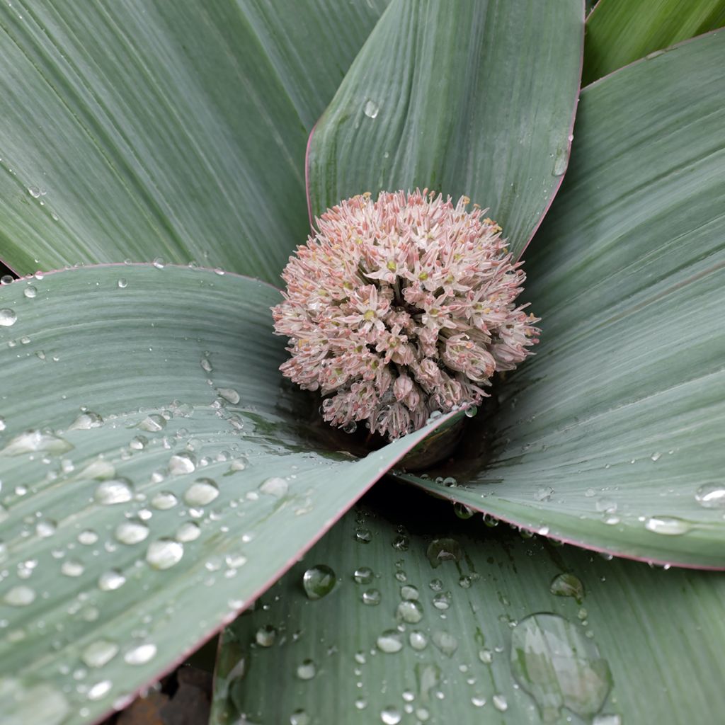 Allium karataviense - Ail d'ornement du Turkestan