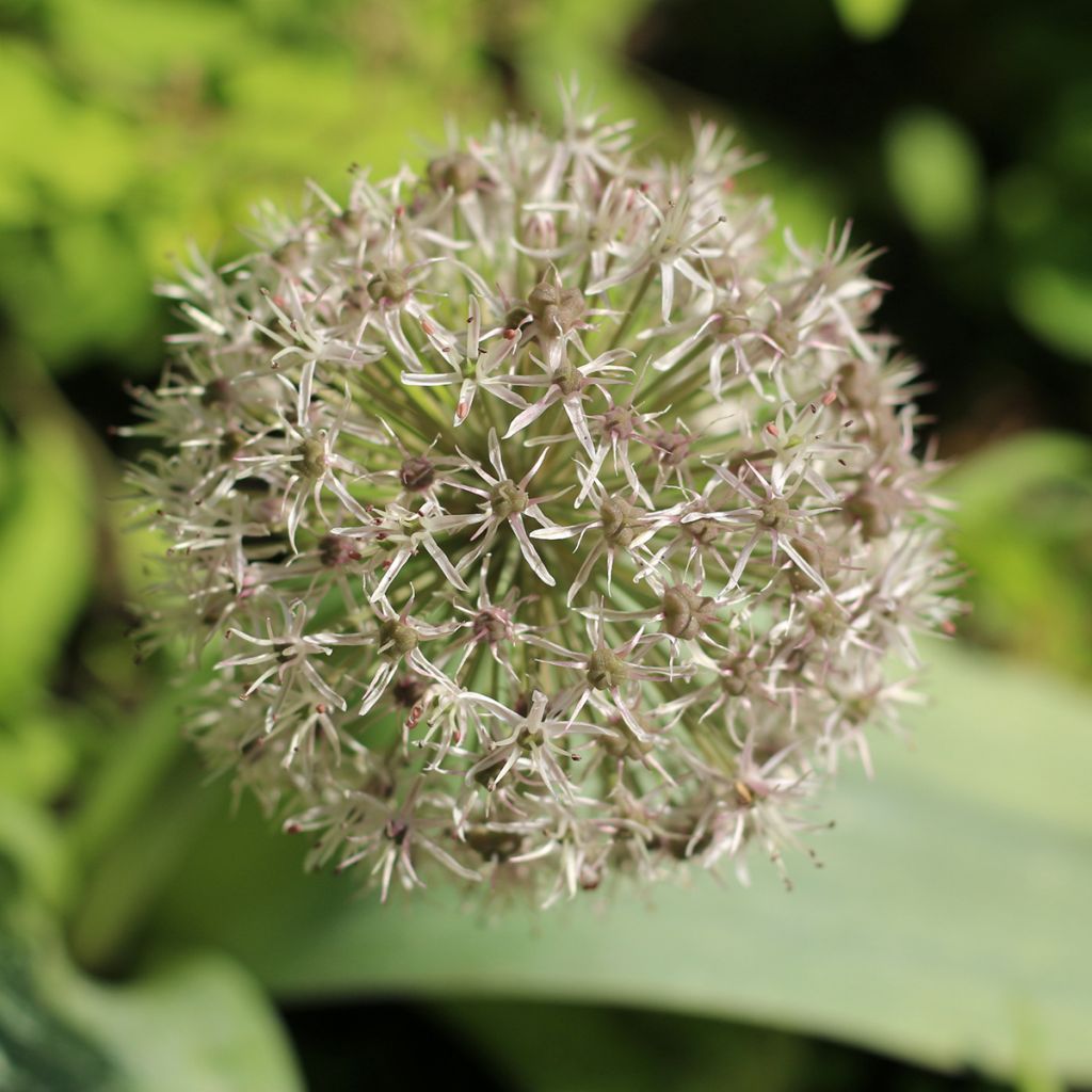 Allium karataviense - Ail d'ornement du Turkestan