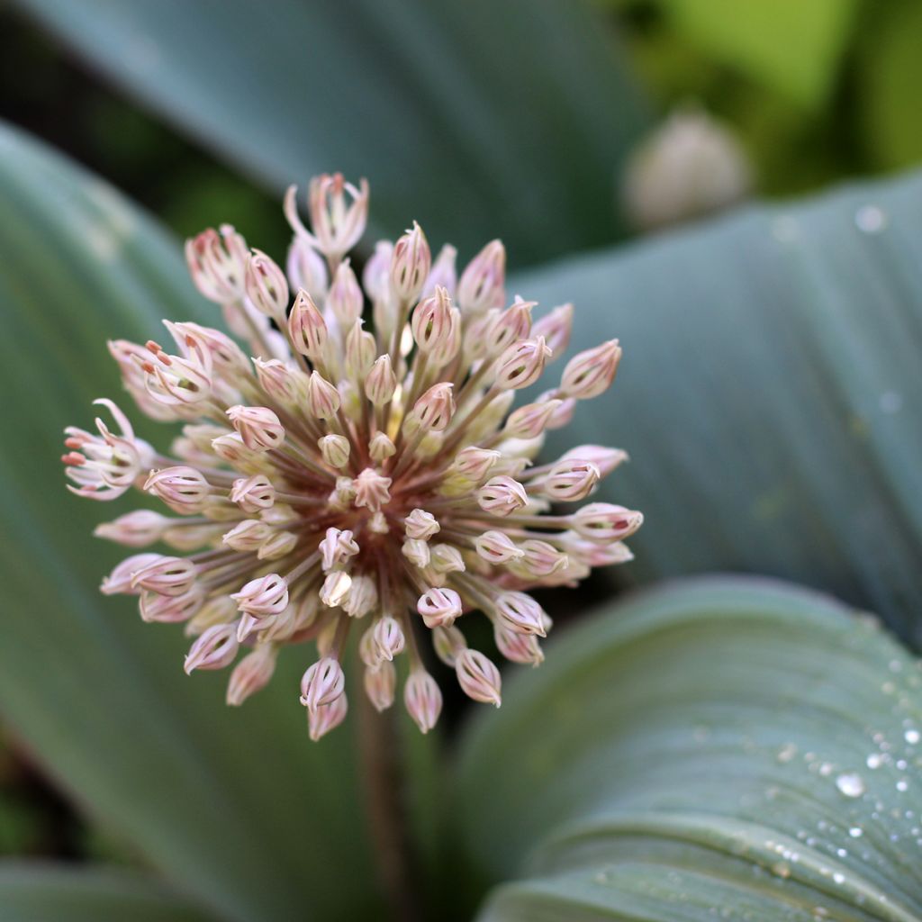 Allium karataviense - Ail d'ornement du Turkestan