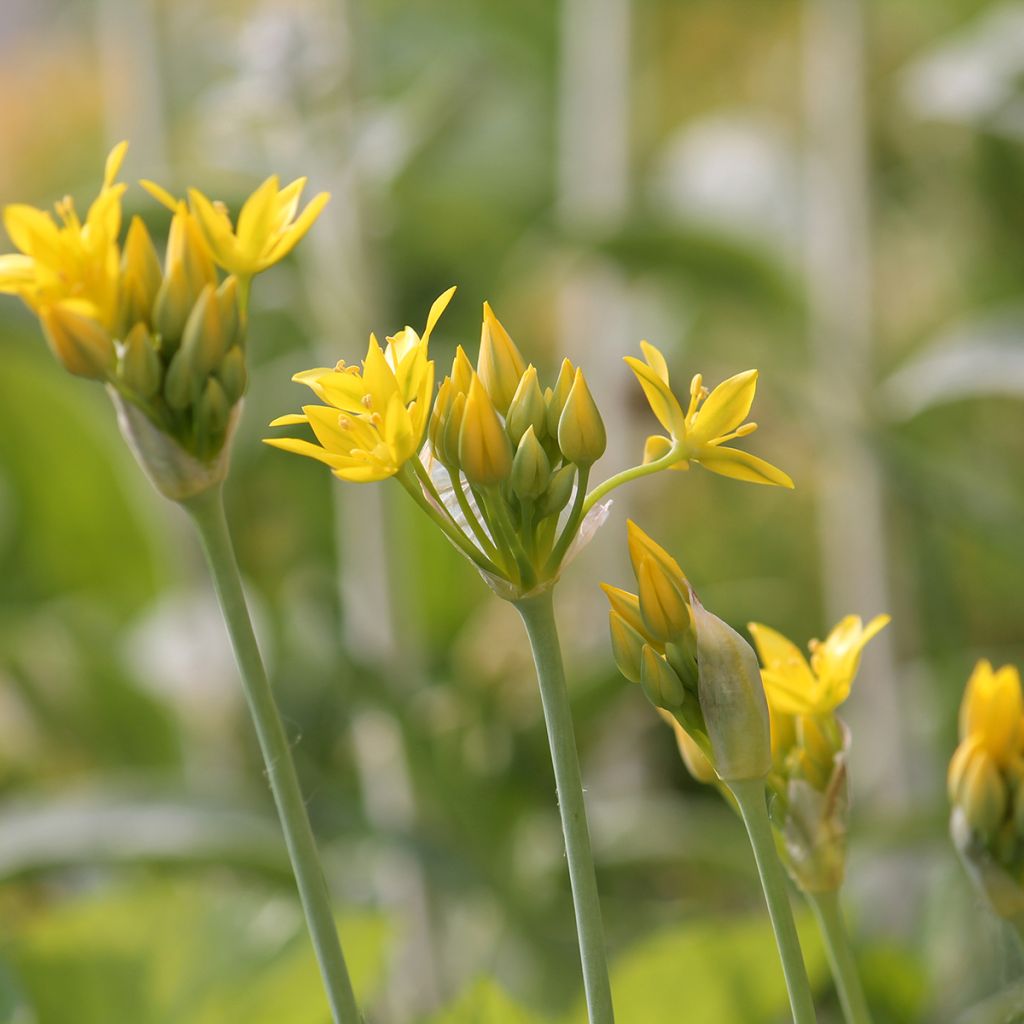 Ail d'ornement - Allium moly