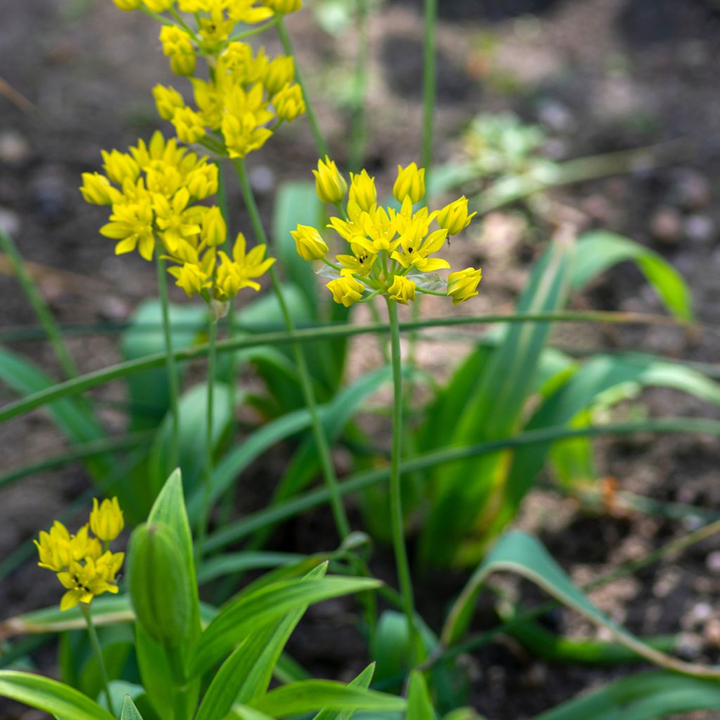 Ail d'ornement - Allium moly