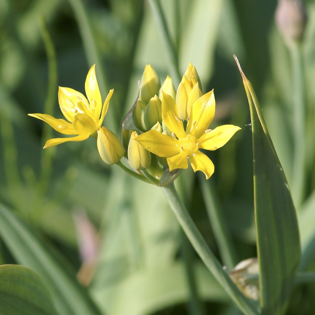 Ail d'ornement - Allium moly