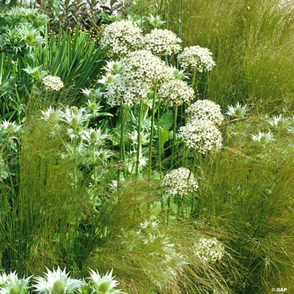 Ail d'ornement - Allium nigrum