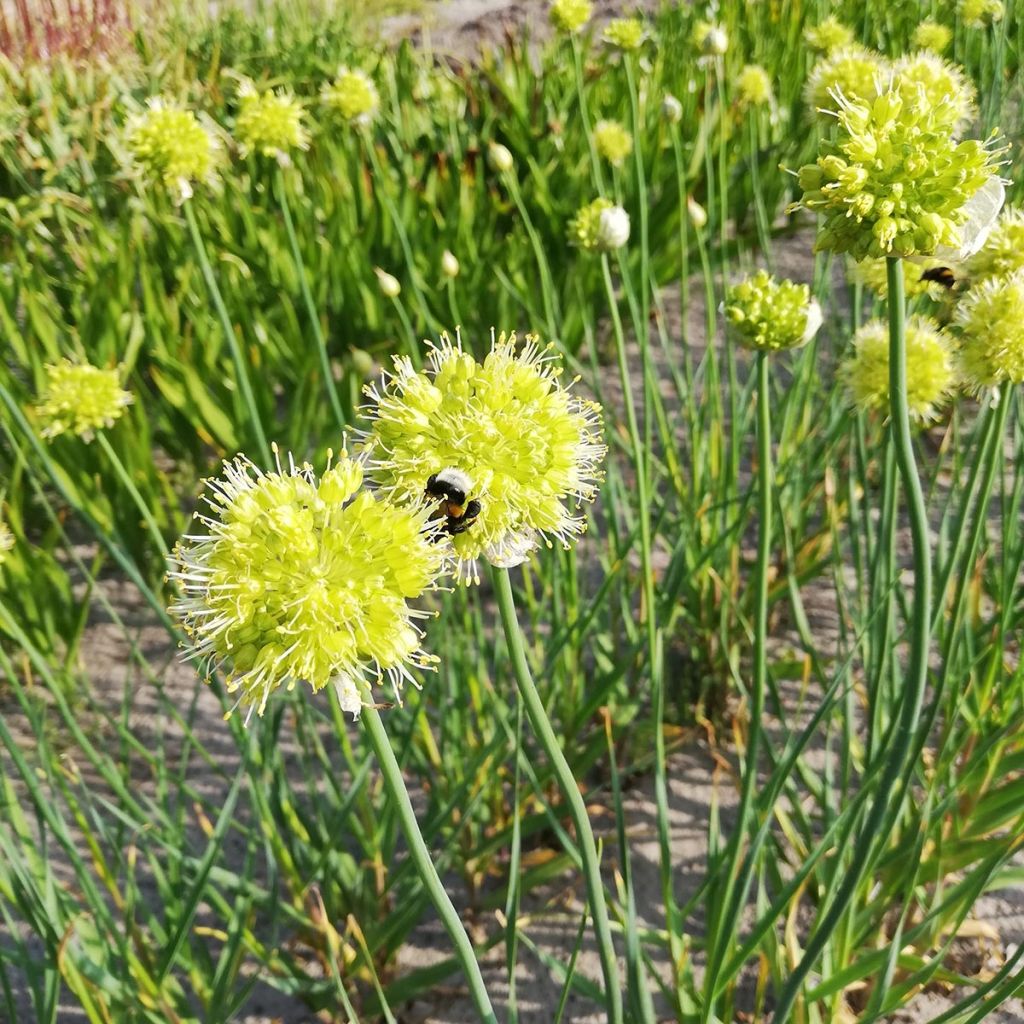 Allium obliquum - Ail d'ornement