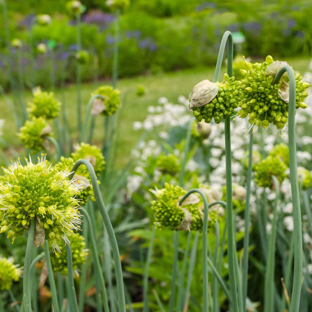 Allium obliquum - Ail oblique