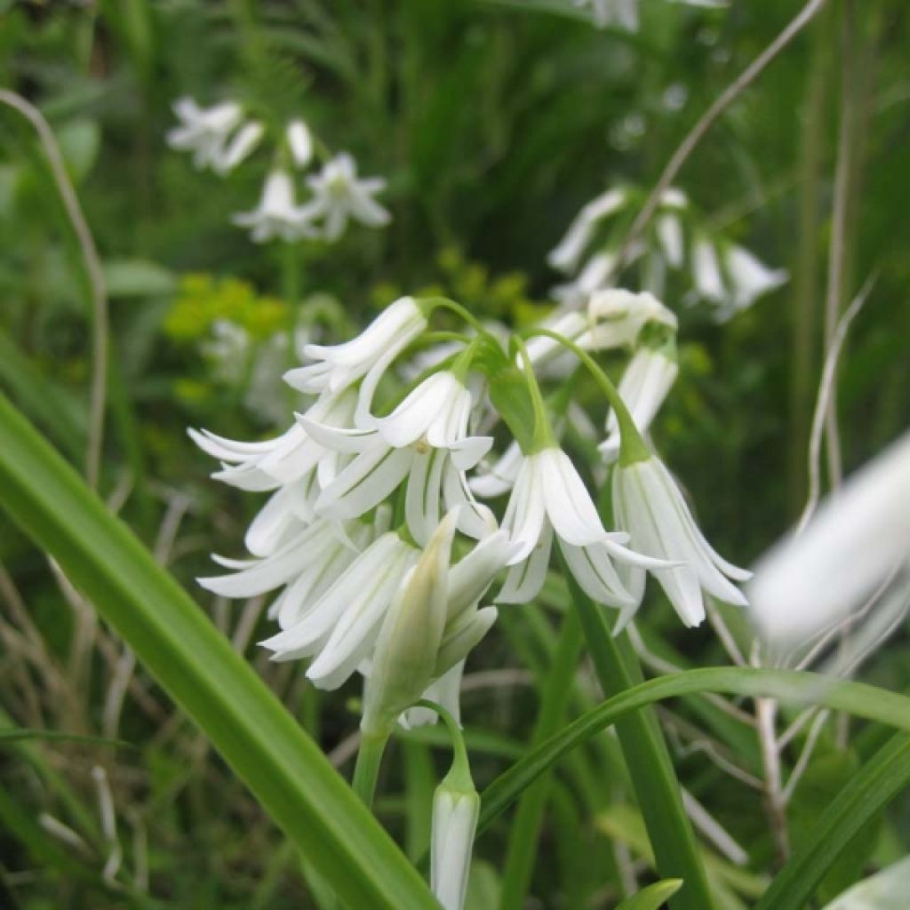 Ail d ornement - Allium triquetrum