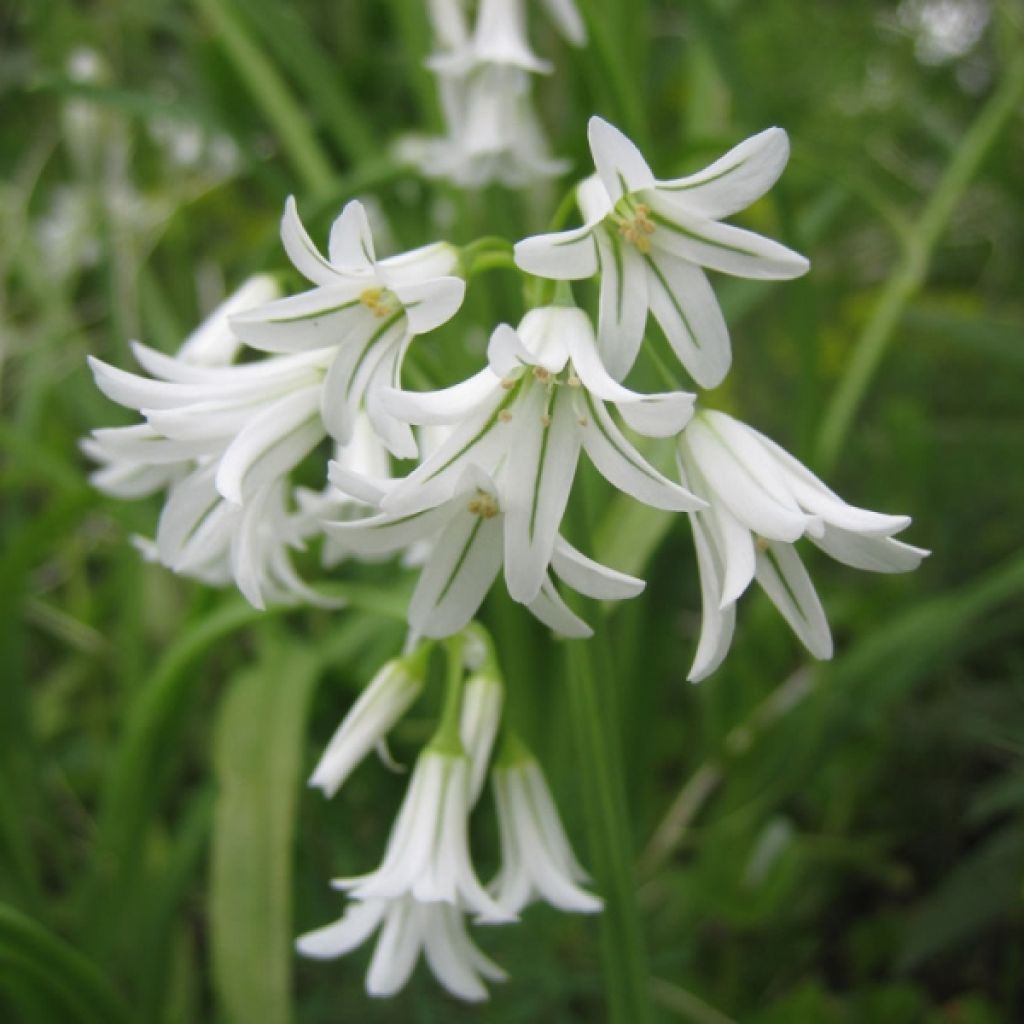 Ail d ornement - Allium triquetrum