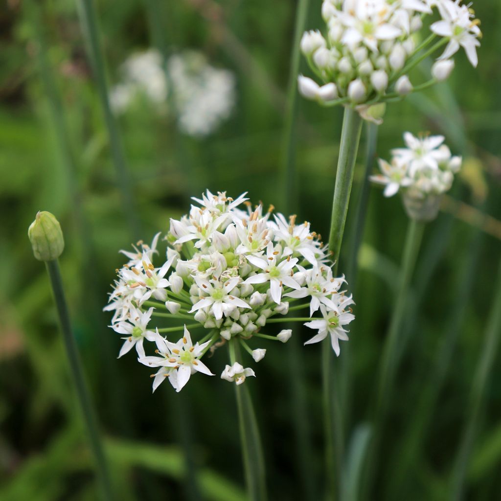 Allium tuberosum Cliffs of Dover - Ail d'ornement