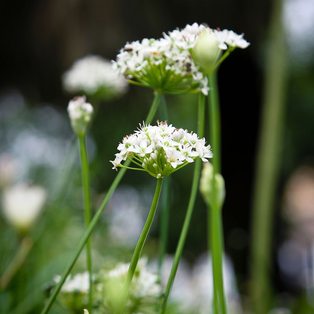 Allium tuberosum Cliffs of Dover - Ail d'ornement