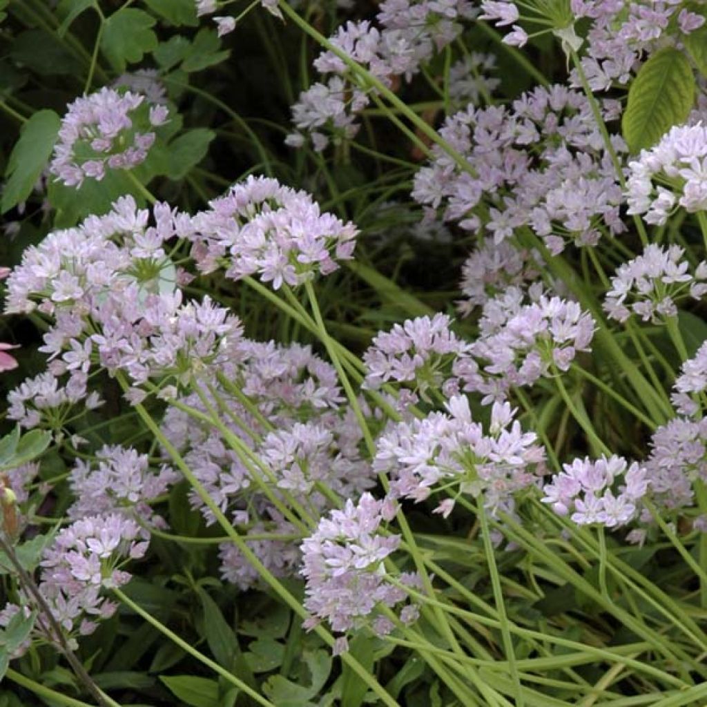 Ail d'ornement - Allium unifolium